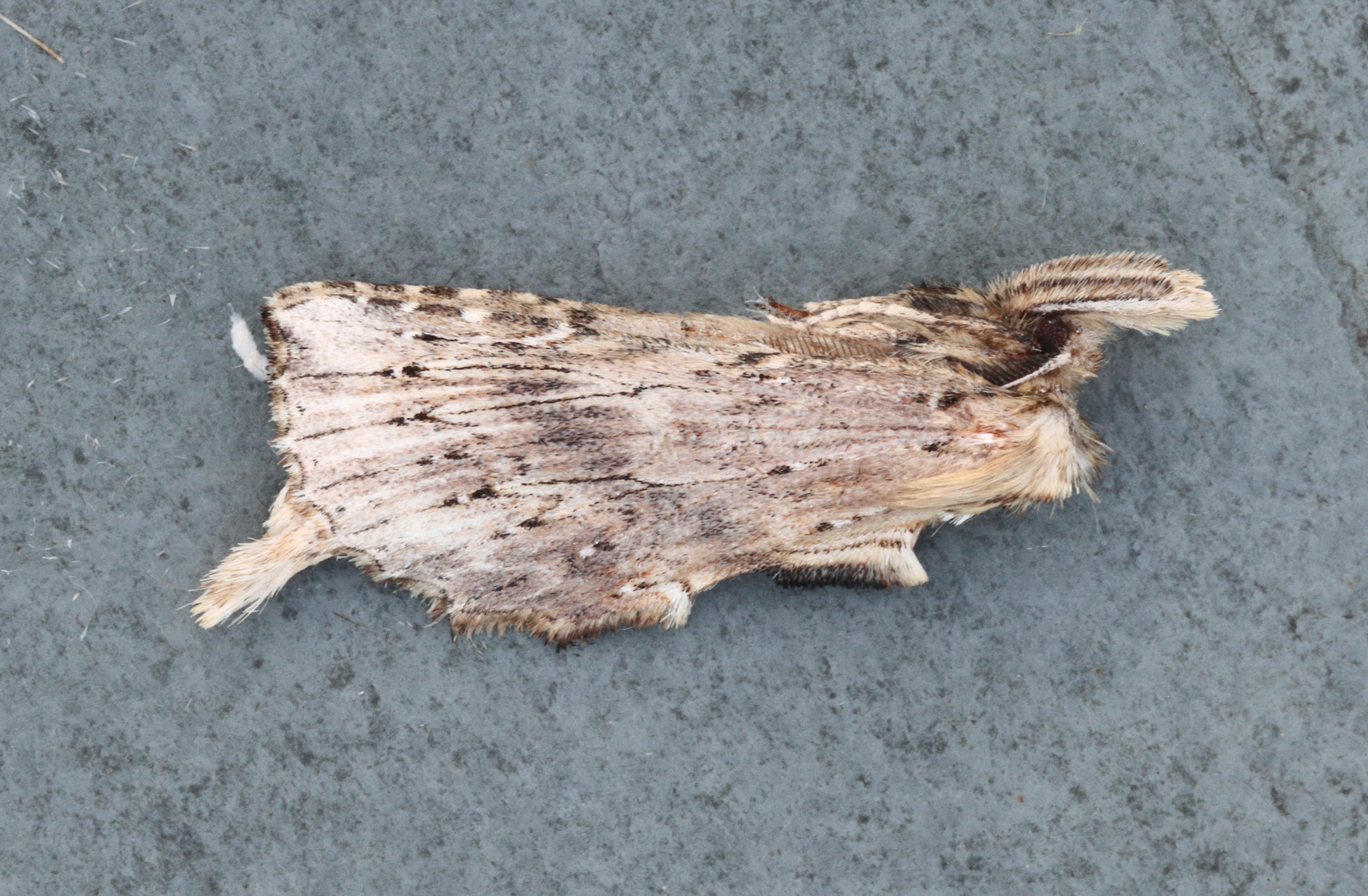 Photo of Pale Prominent (Pterostoma palpina)